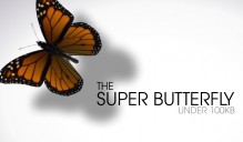 butterfly1
